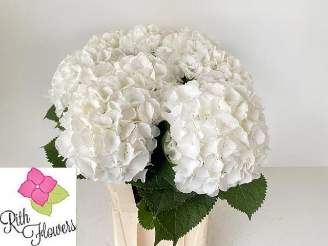 Hydrangea White Verena 60cm 21Ø