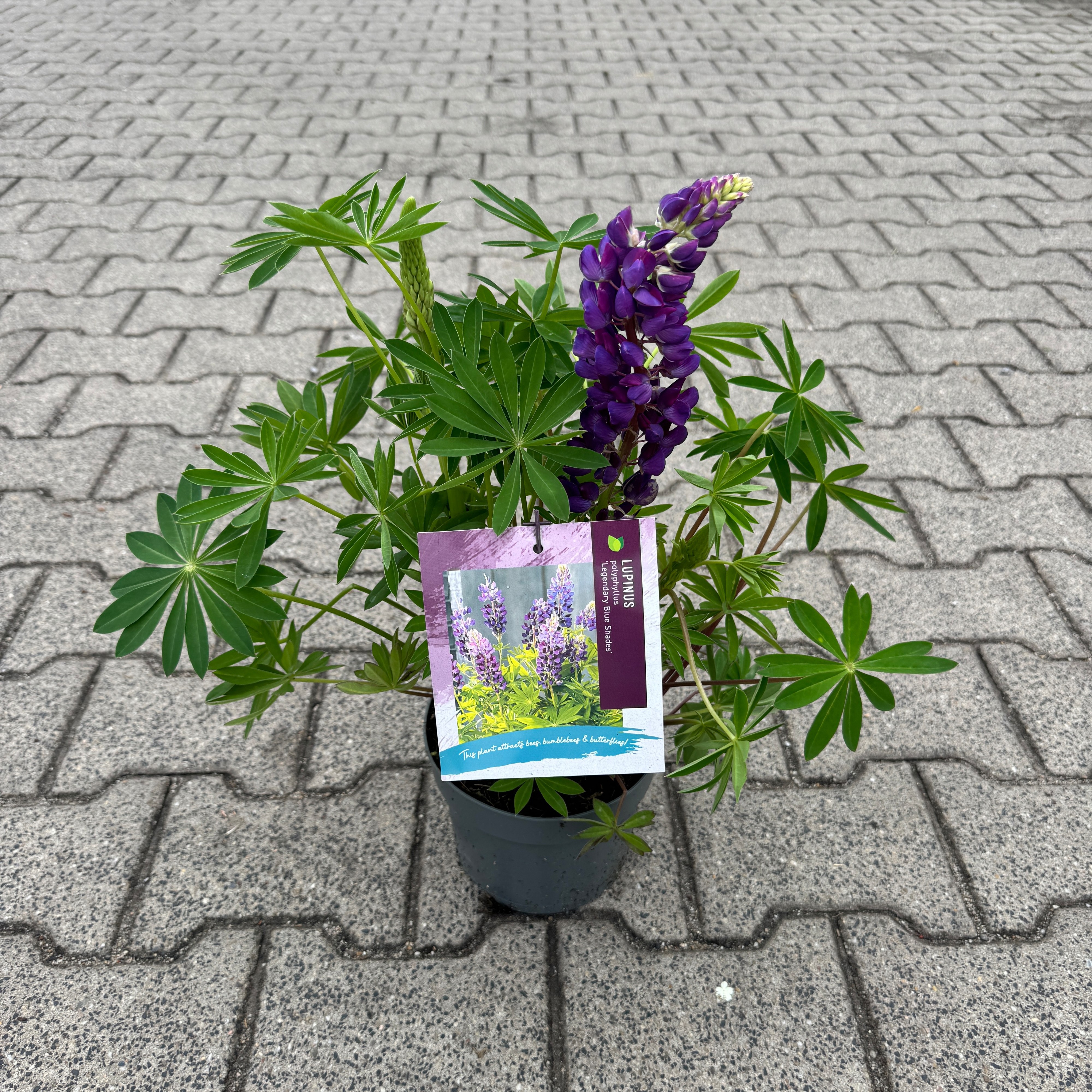 Lupinus polyphyllus 'Legendary Blue Shades'