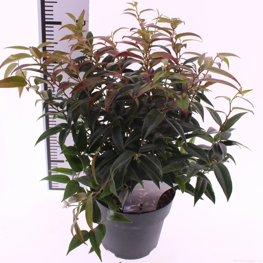 Picture of Leucothoe Carinella