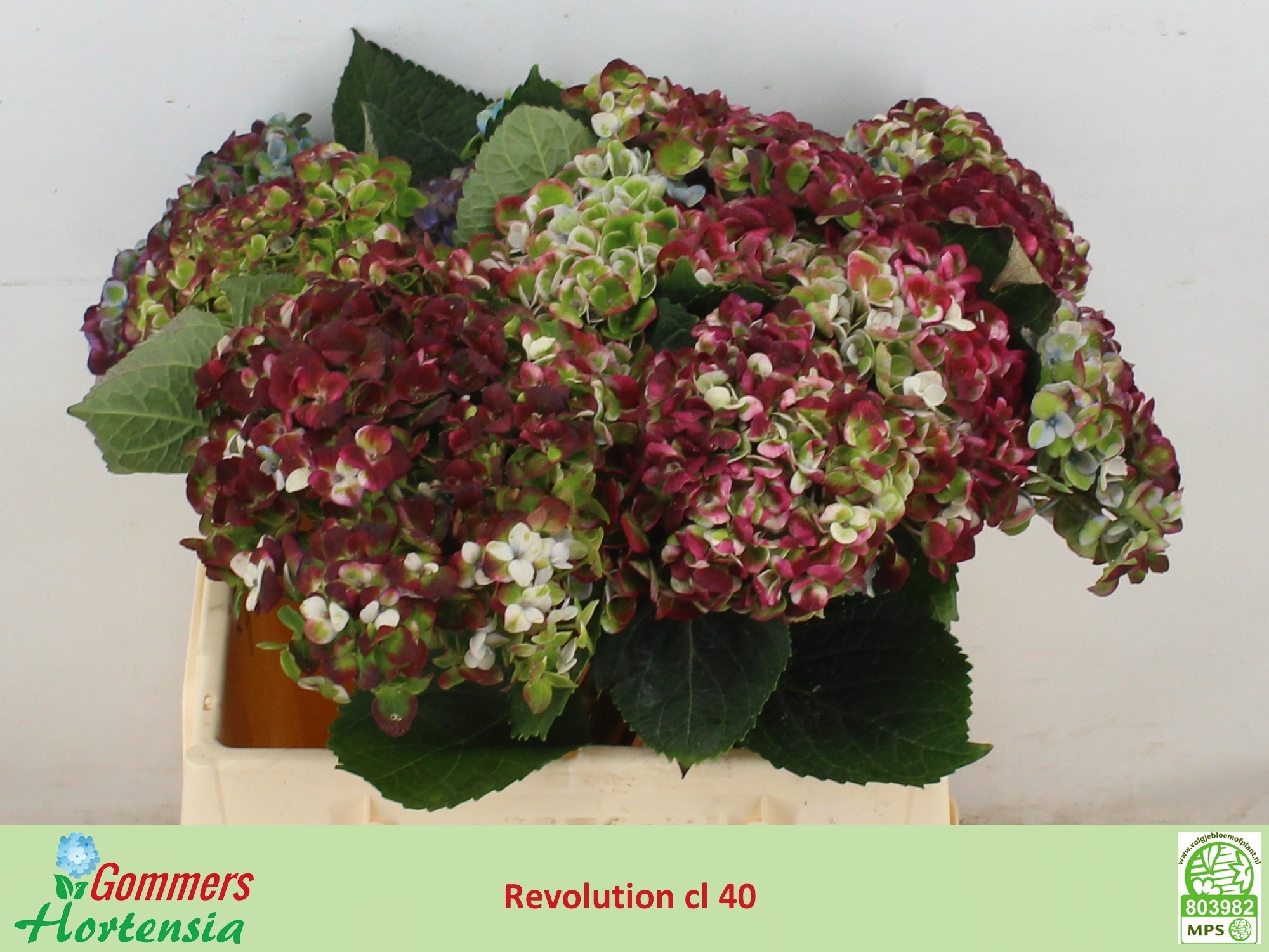 Hydrangea Revolution Classic Purple 40cm 11Ø