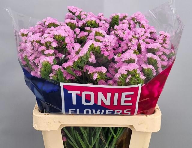 Limonium St Rosa Sunbirds 60cm 21gram