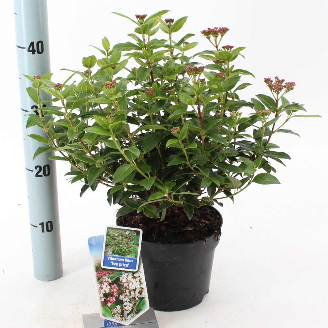 Picture of Viburnum tinus ‘Eve Price’