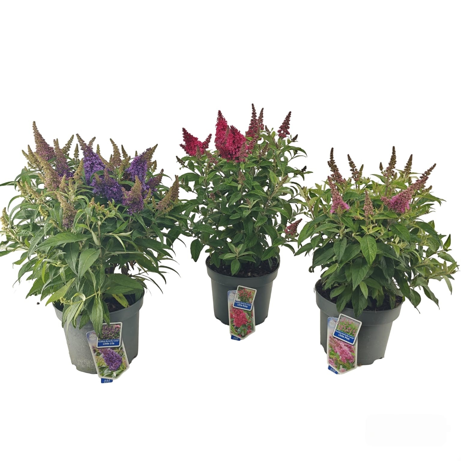 Picture of Buddleja d. Butt. Candy® mix P23 (minimum order one layer)