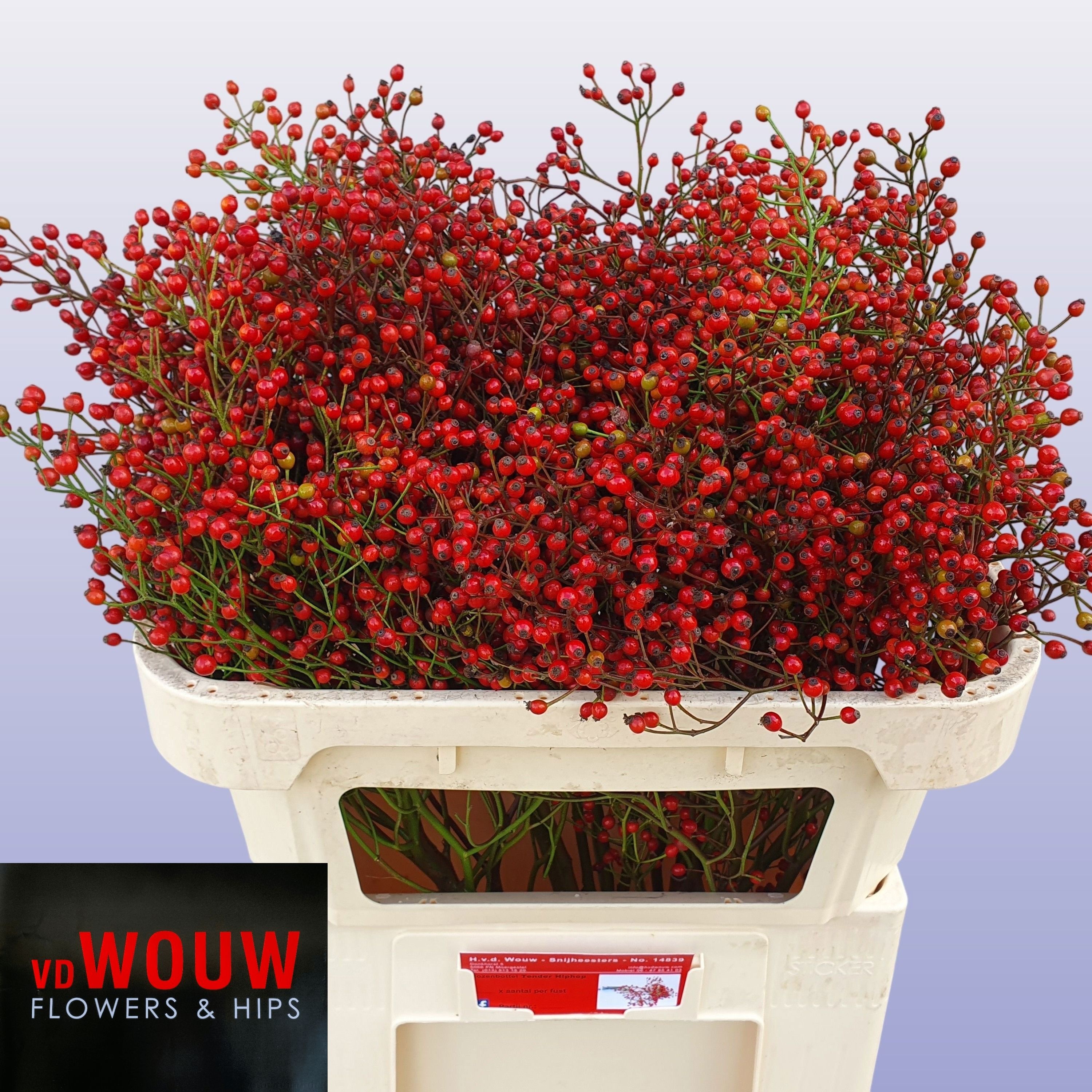 Rosa F Aut Splendor 70cm