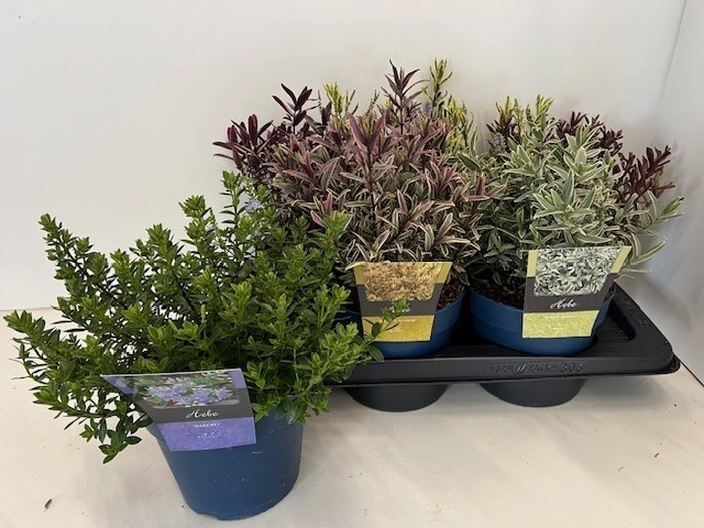 Picture of Hebe specials mixtray