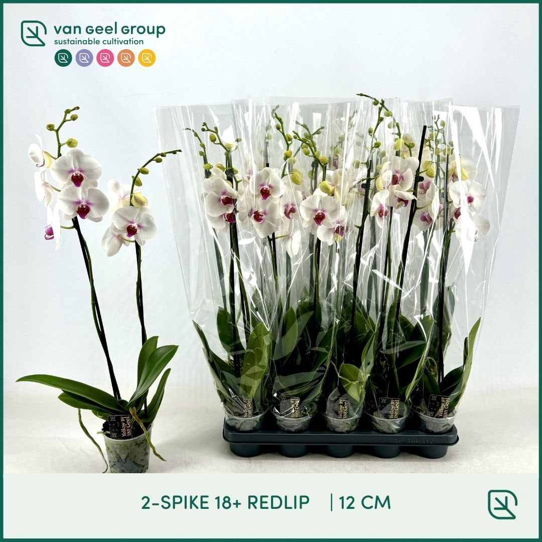 Phal Red Lips 12Ø 75cm
