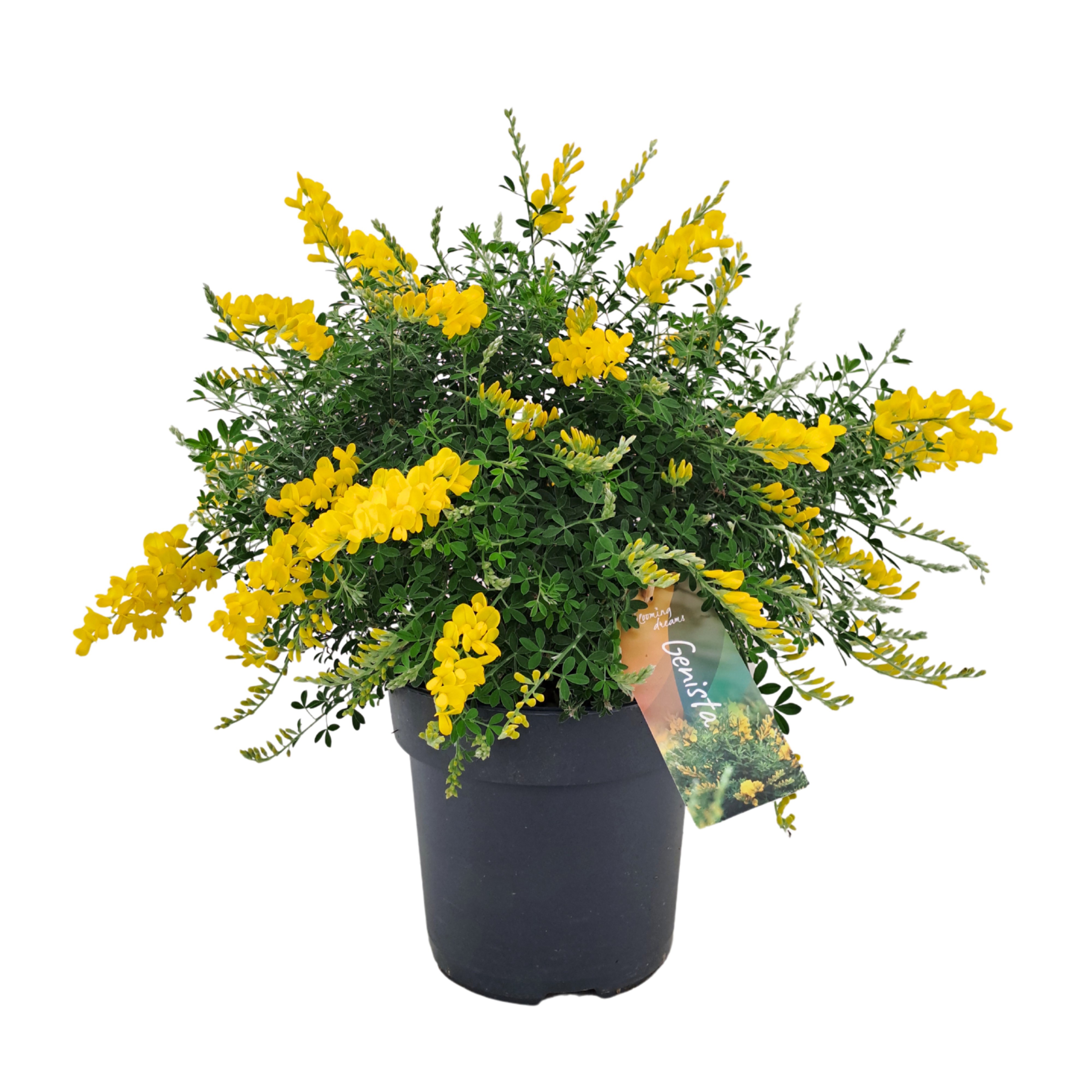 Genista (Cytisus) struik