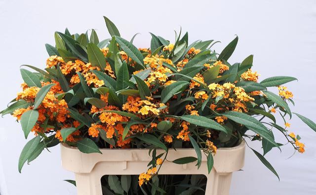 Euphorbia Spray Sunstream 70cm