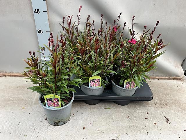 Gaur Li Be Comp Pink 15Ø 40cm