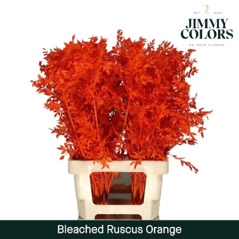 Ruscus Bleached Italy L70 Orange