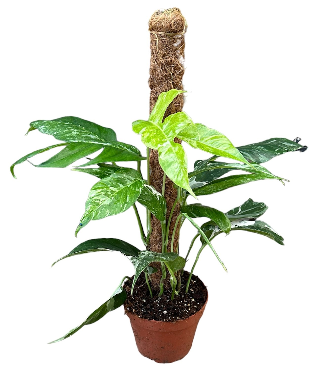 Picture of Epipremnum Pinnatum Variegata Moss Stick P17 50CM