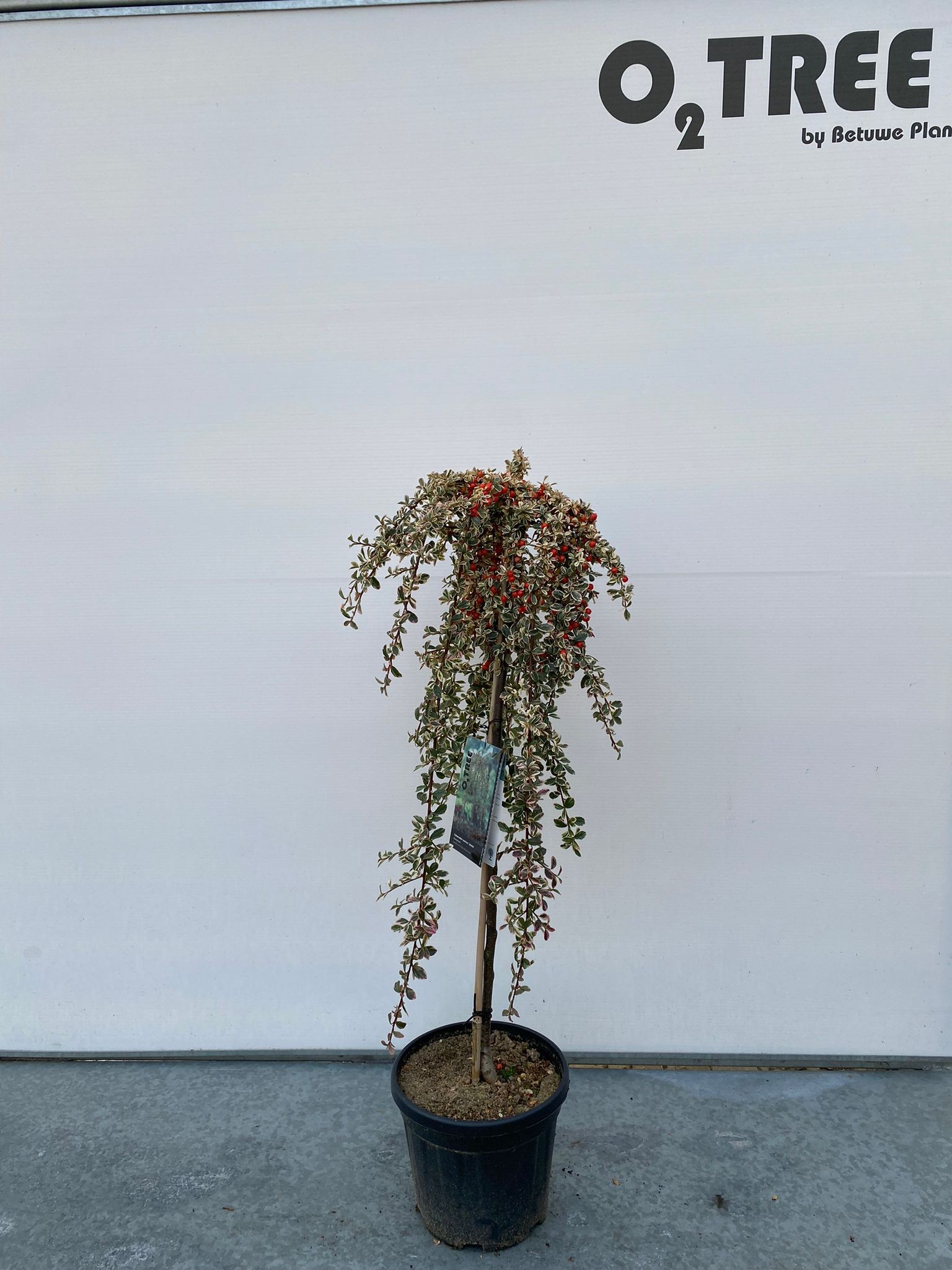 Picture of Cotoneaster s. Juliette P29 (10 Ltr) 80/STD (LOOSE)