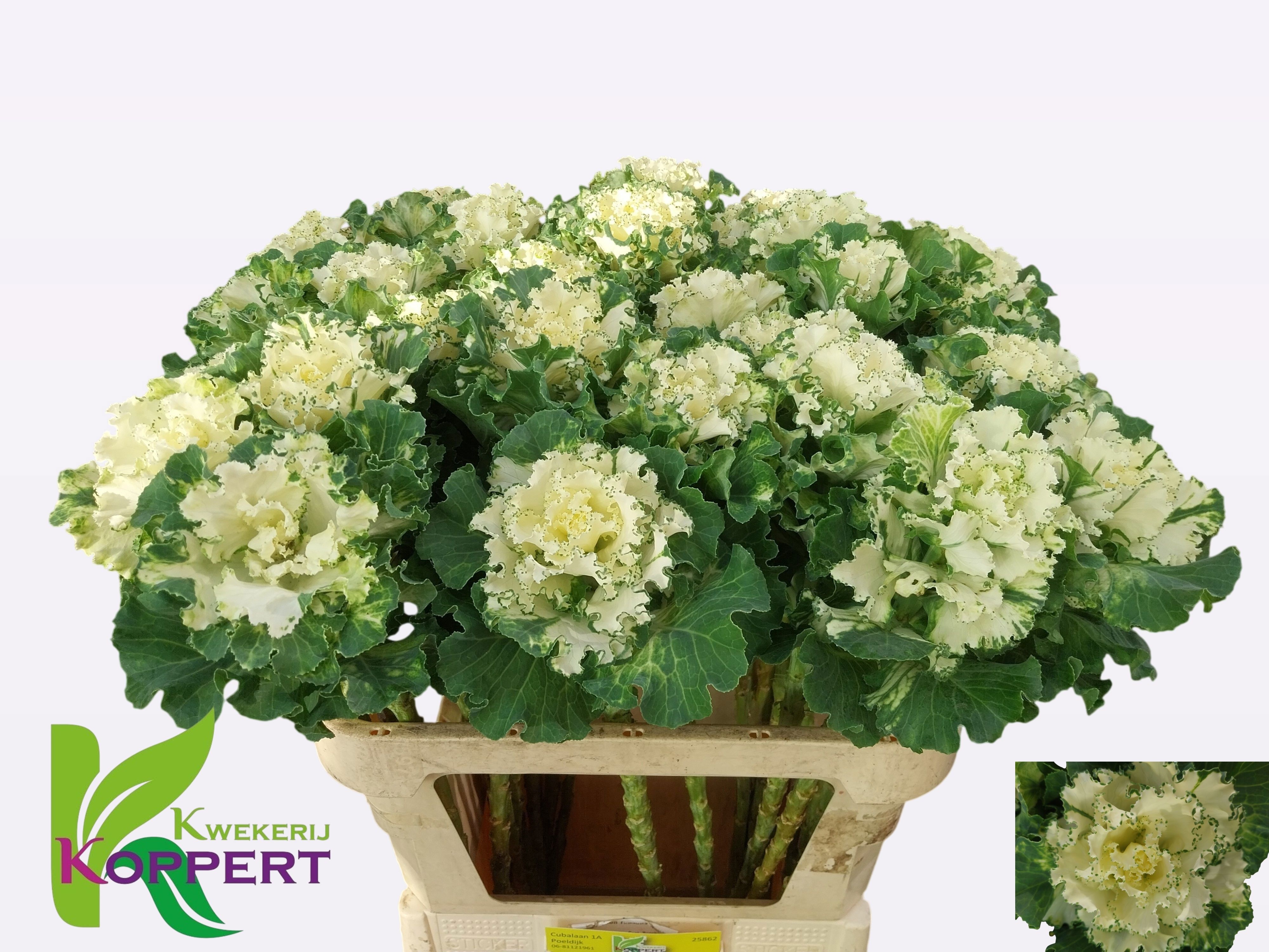 Brassica Crane Ruffle White 70cm