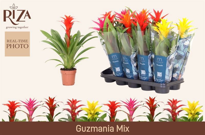 Guzm Gem 5 Srt 12P 50H