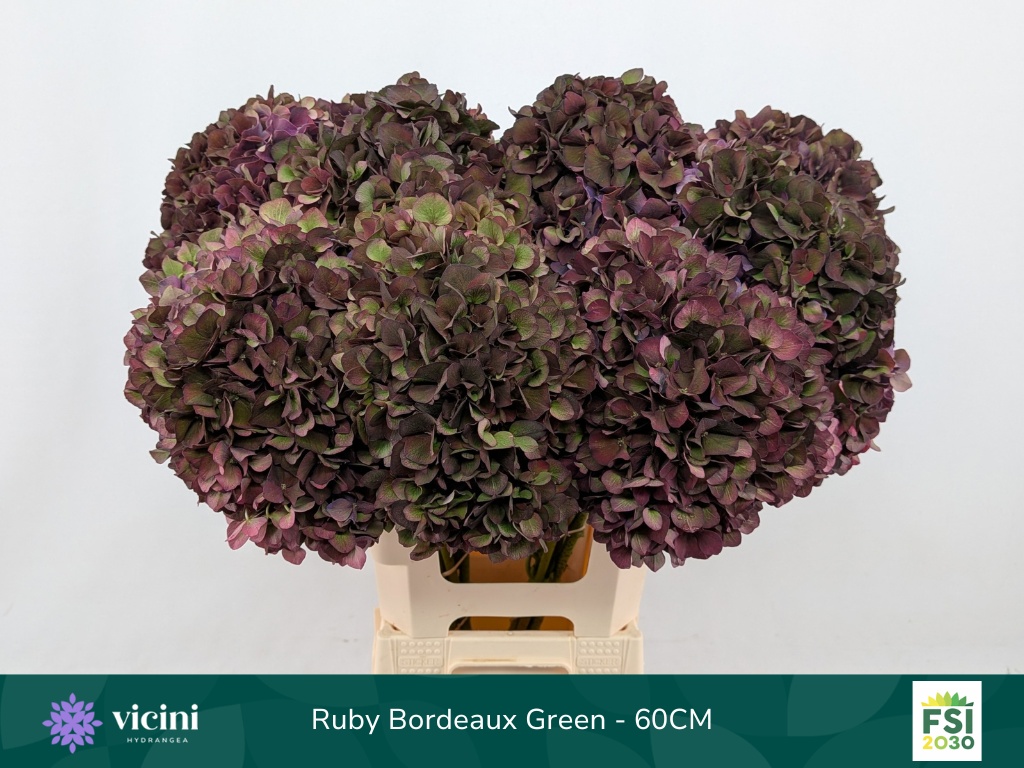 Hydrangea Ruby Choco 60cm 20Ø