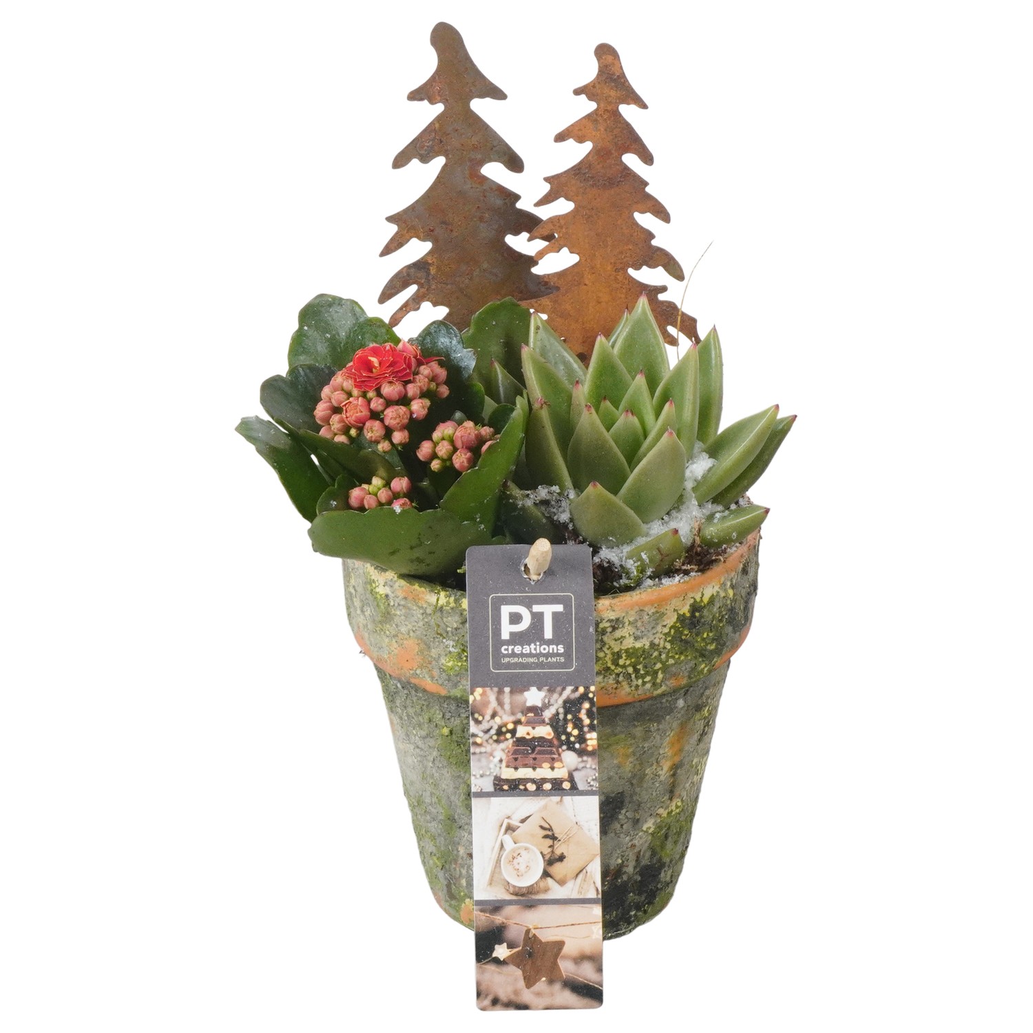 Picture of PTKB9419 Arrangement X-Mas in terracotta pot P10 22CM