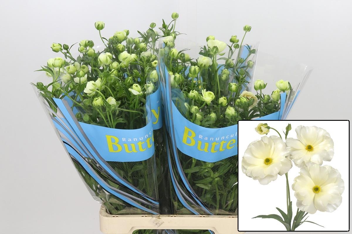 Ranuncules Butterfly Graces 70cm
