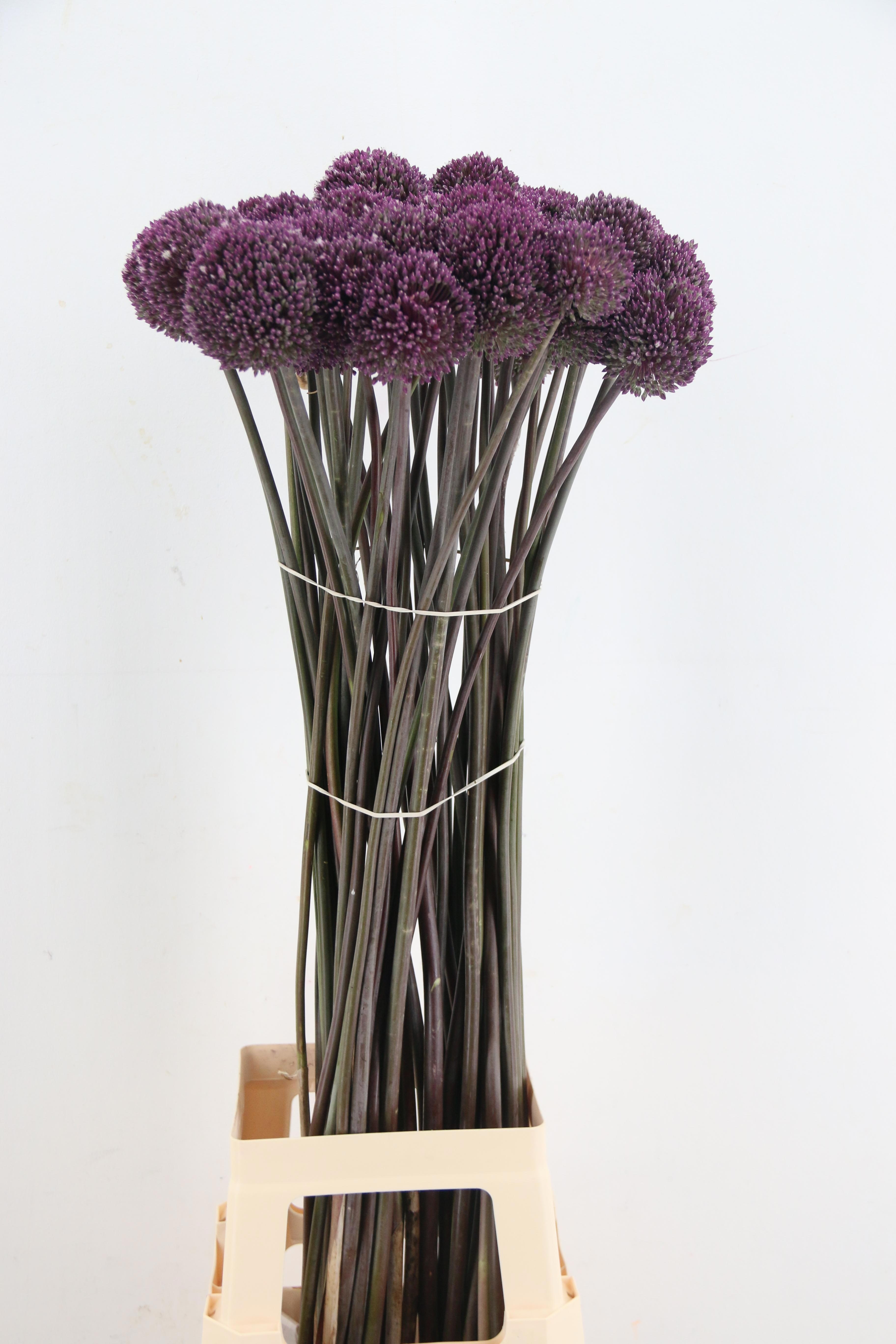 Allium Summer Drumme
