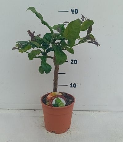 Citrus hystrix ministam