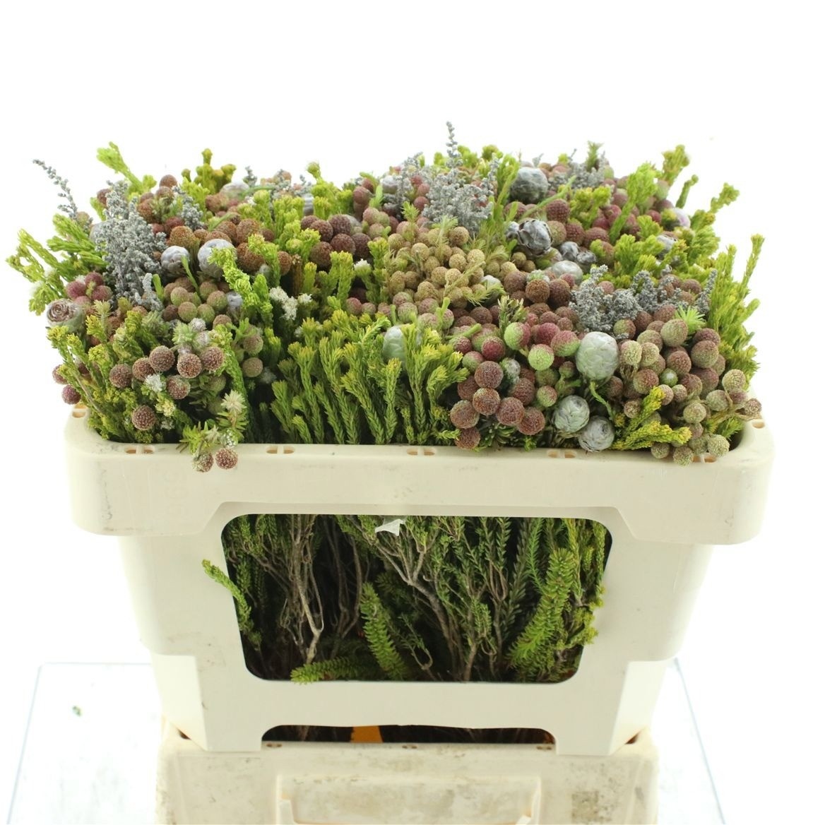Protea Bouquet Per Bunch 50cm