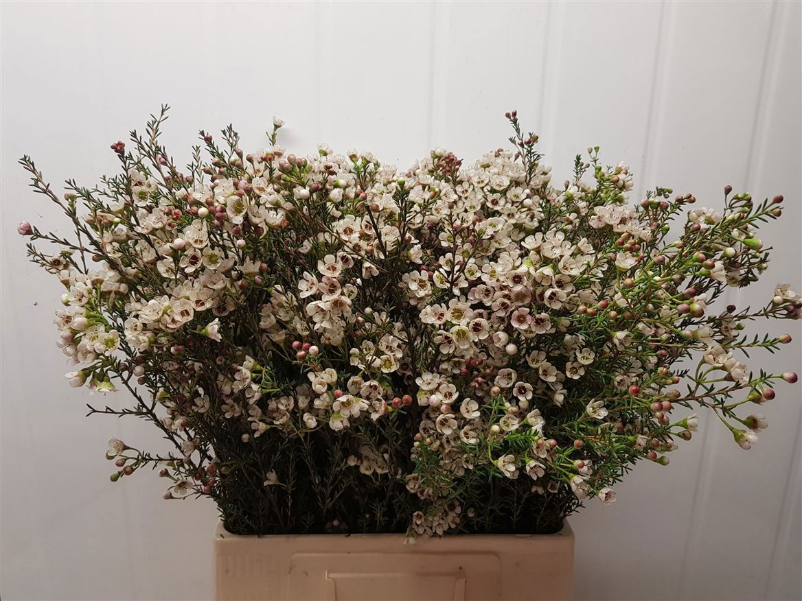 Chamelaucium Ella White 70cm 50gram