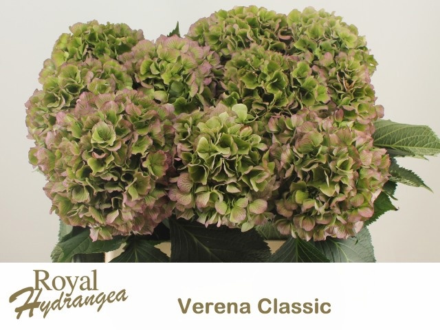 Hydrangea Verena Classic Blue 50cm 18Ø