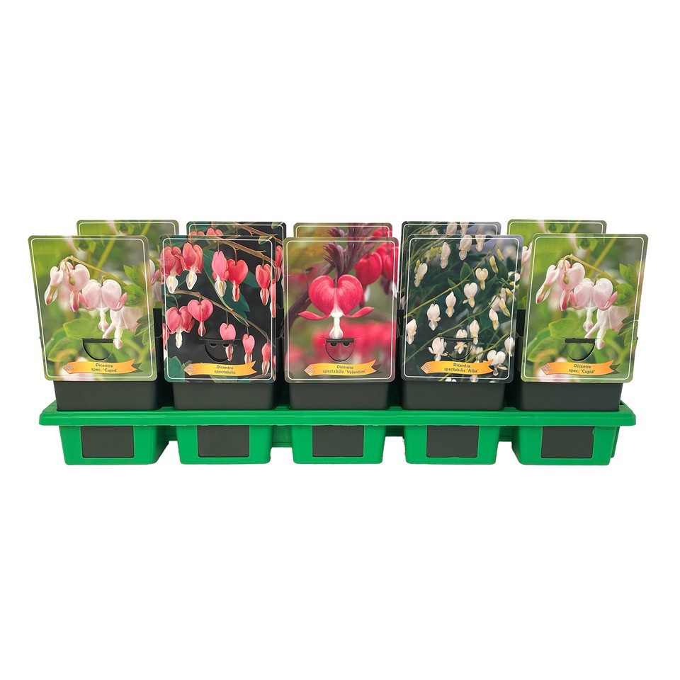 Picture of Dicentra spectabilis mix shelve P11