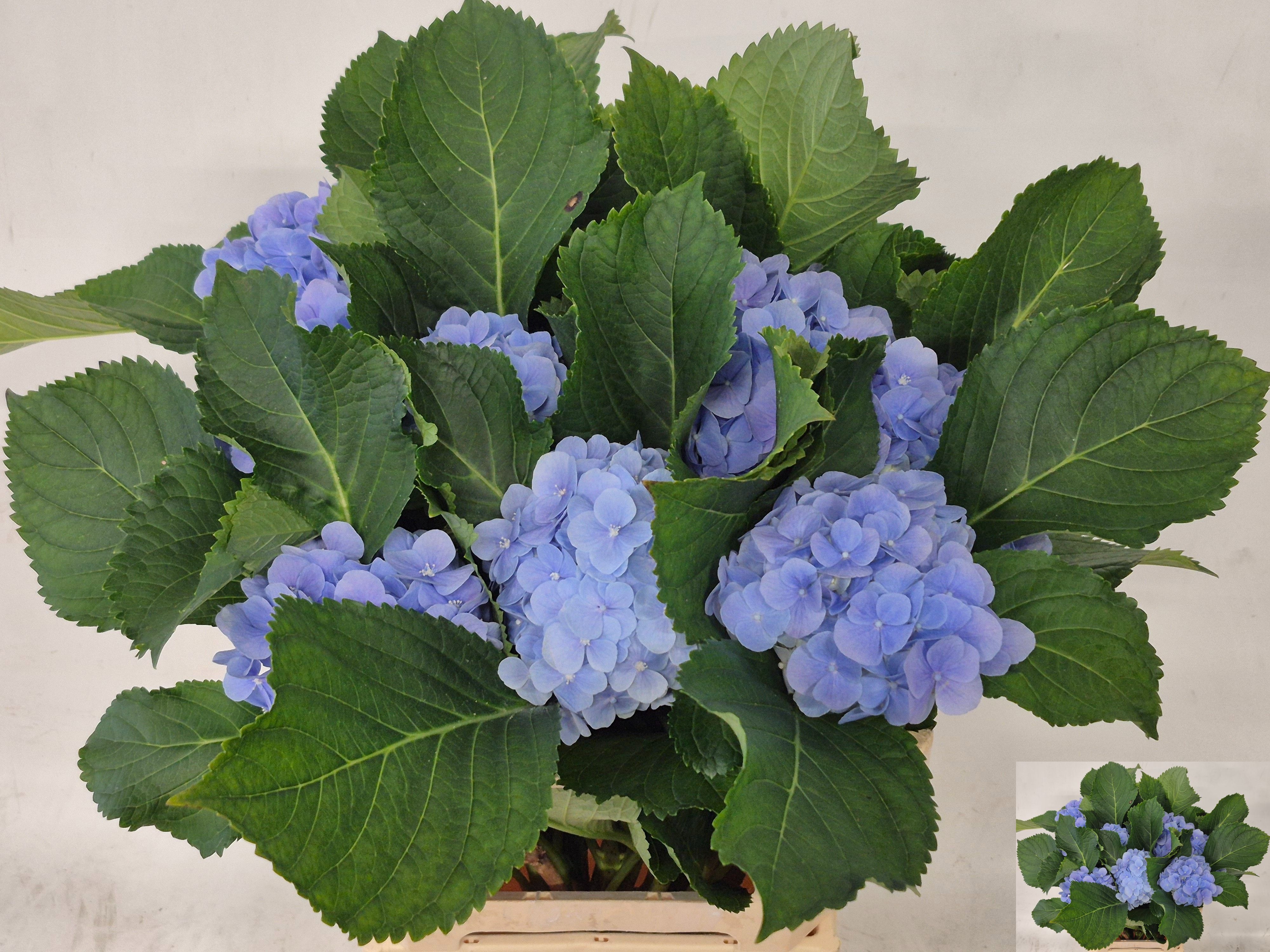 Hydrangea Verena Blue 60cm 11Ø