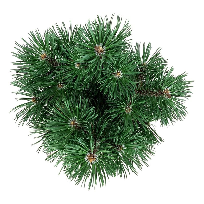 Picture of Pinus mugo 'Columnaris'