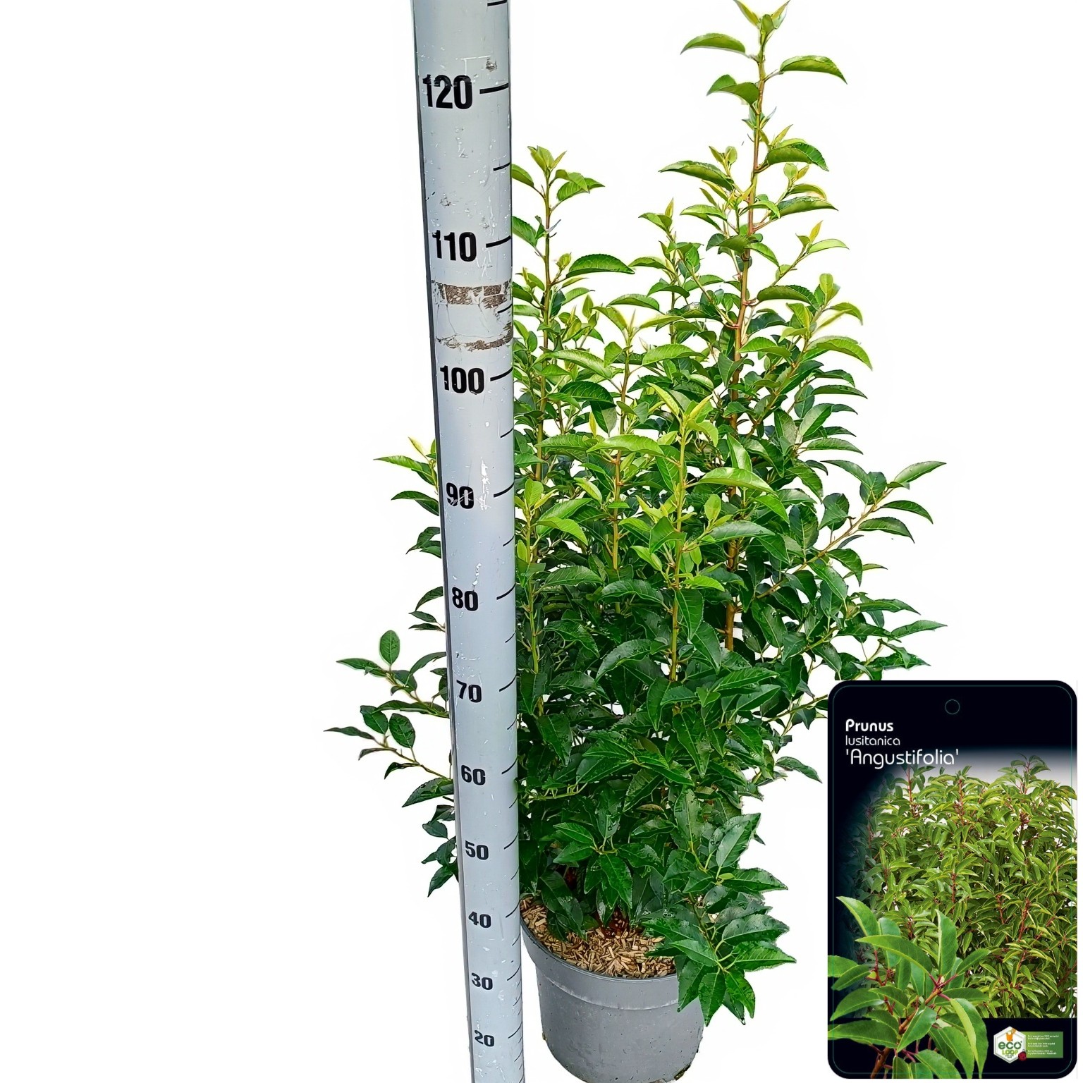 Picture of Prunus lusitanica 'Angustifolia' C10