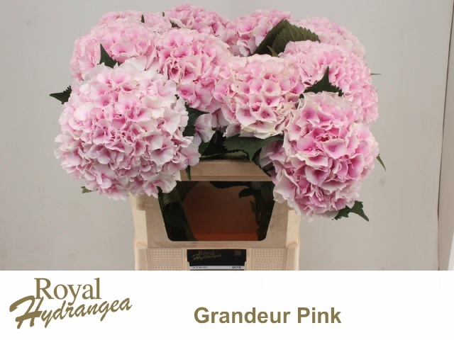 Hydrangea Royal Grandeu 80cm 20Ø