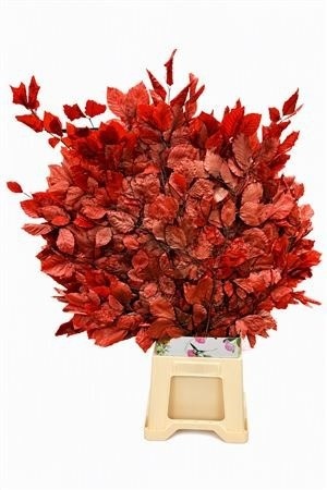 Decorgroen Klb Bs H%