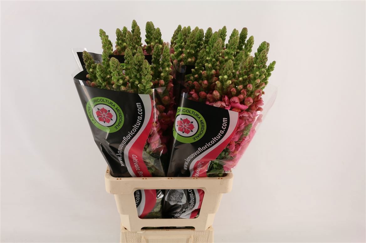 Antirrhinum Poto Cherr Rose 70cm