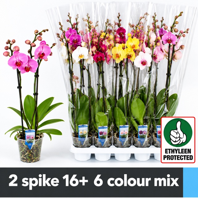 Phal Gem 6 Kl 12P 60H 2TAK 16bloem 12bloei
