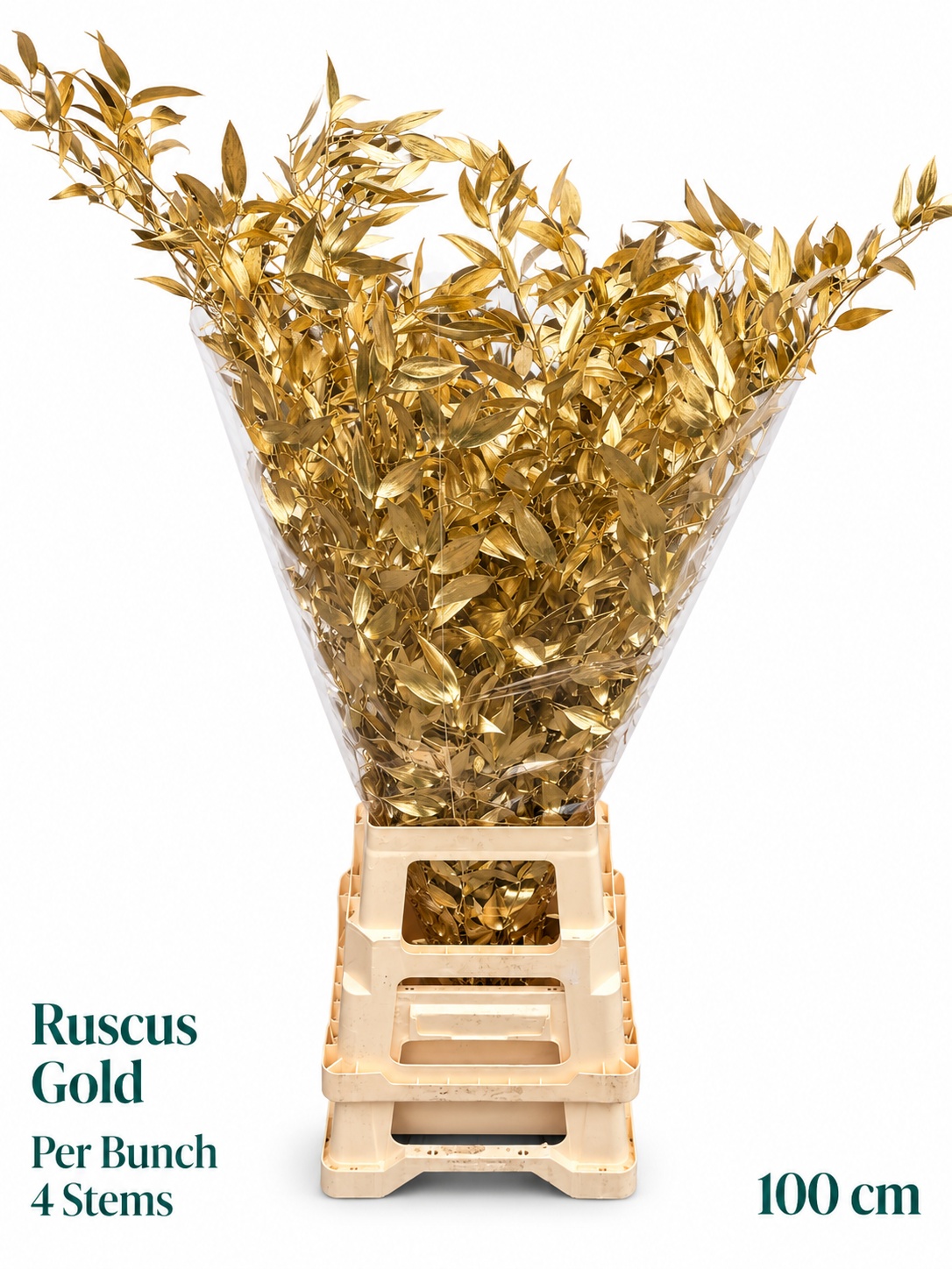 Ruscus Color Treated