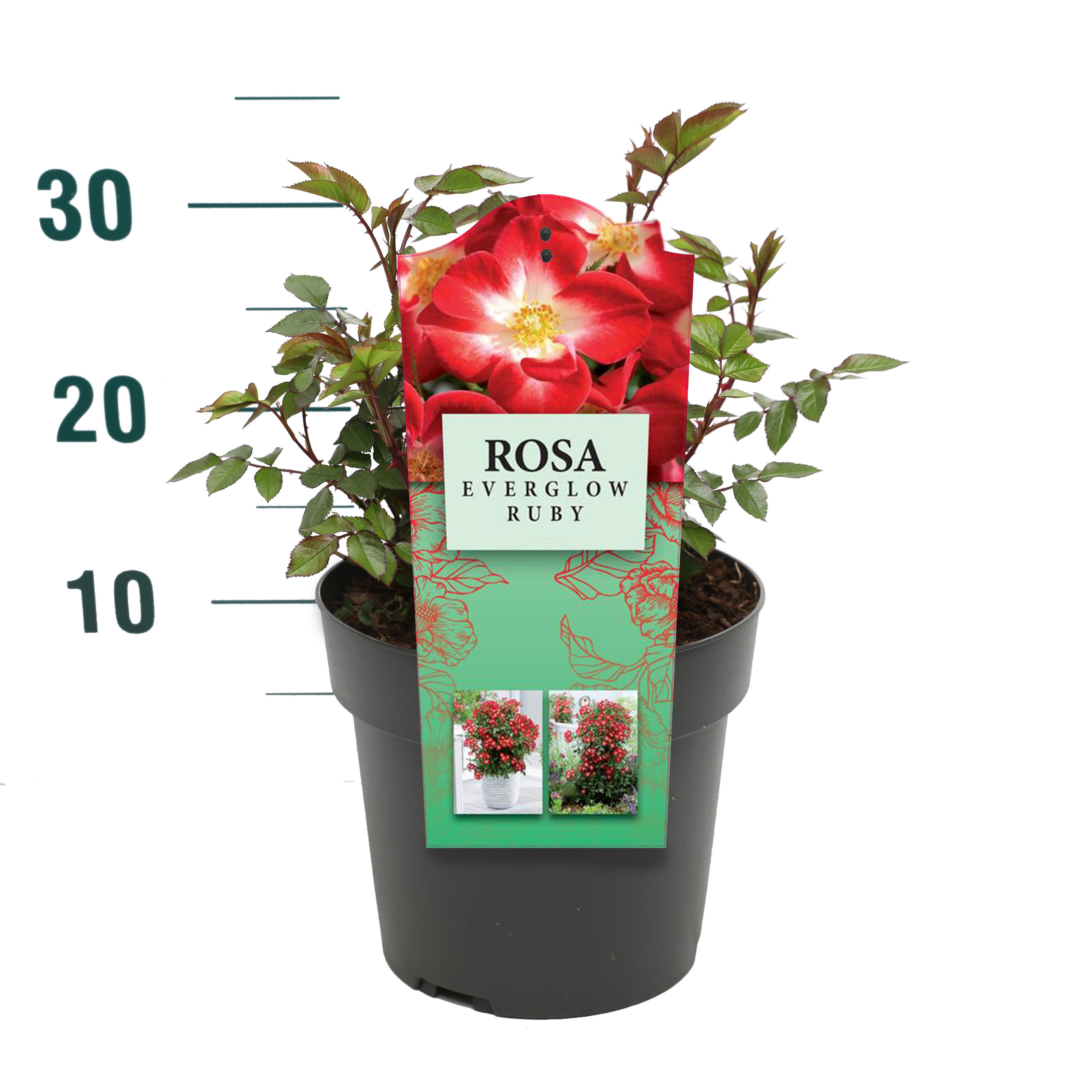 Rosa 'Everglow Ruby' - Struik