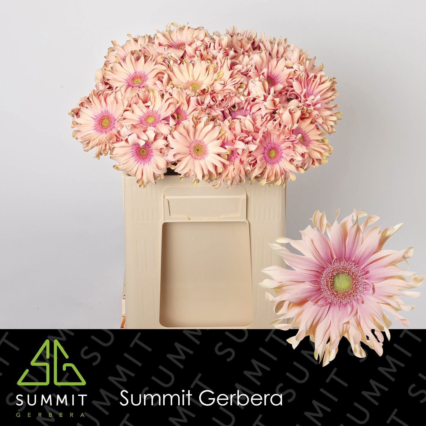 Gerbera Pasta Rosata 50cm 10Ø