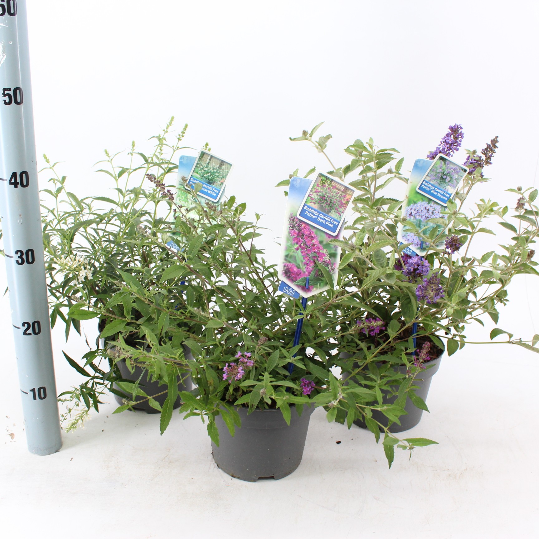 Picture of Buddleja (Free petite) mix P17 (minimum order one layer)