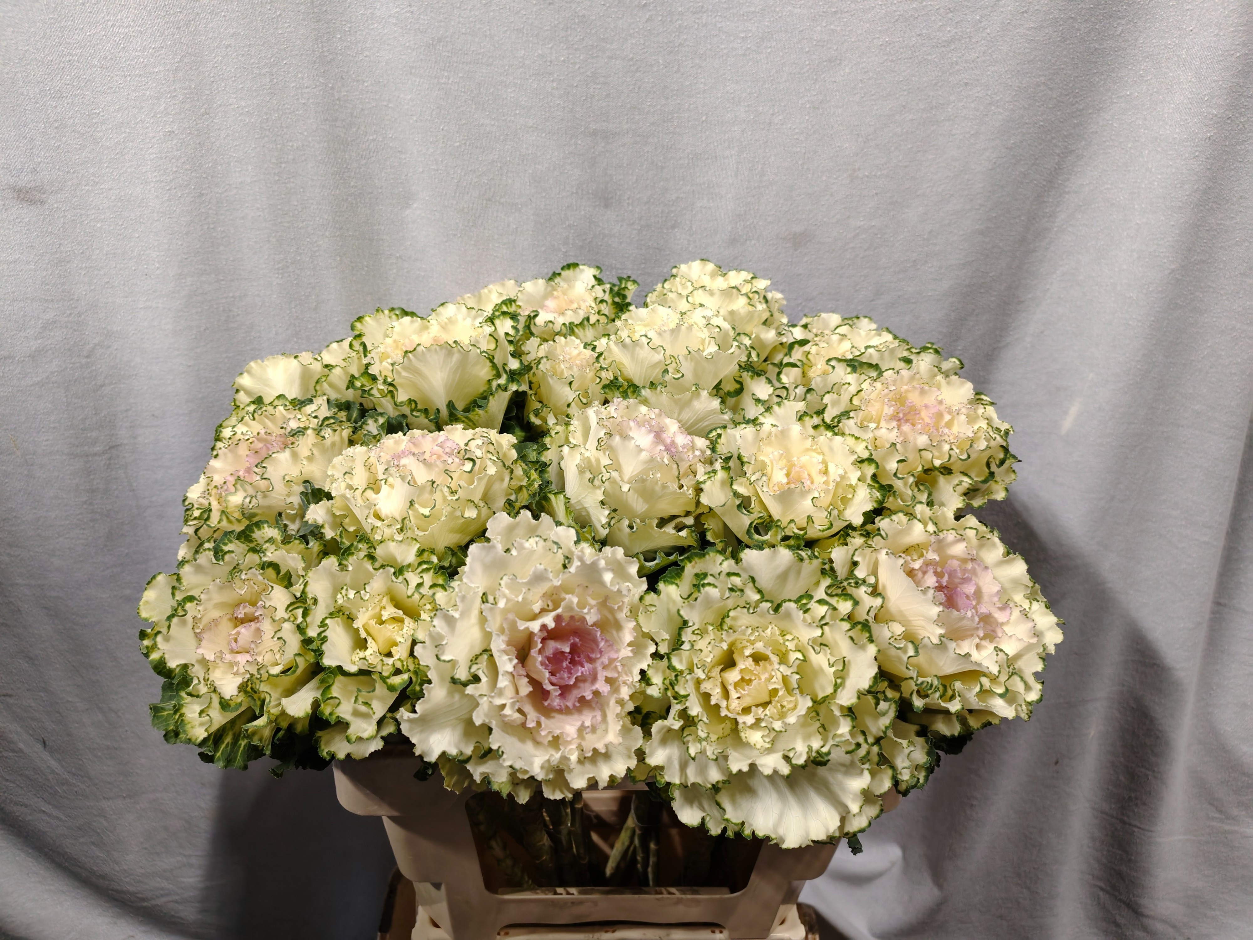 Brassica White Lady 60cm