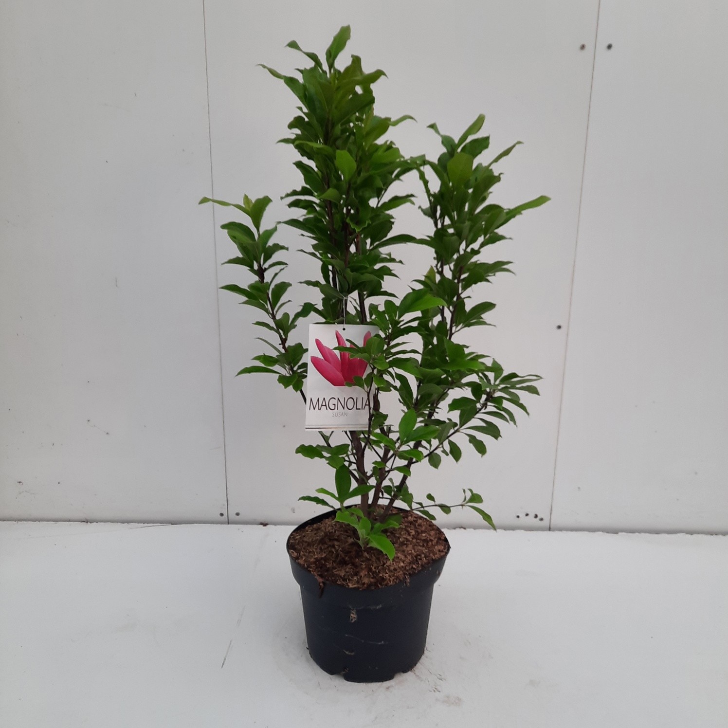 Magnolia 'Susan'
