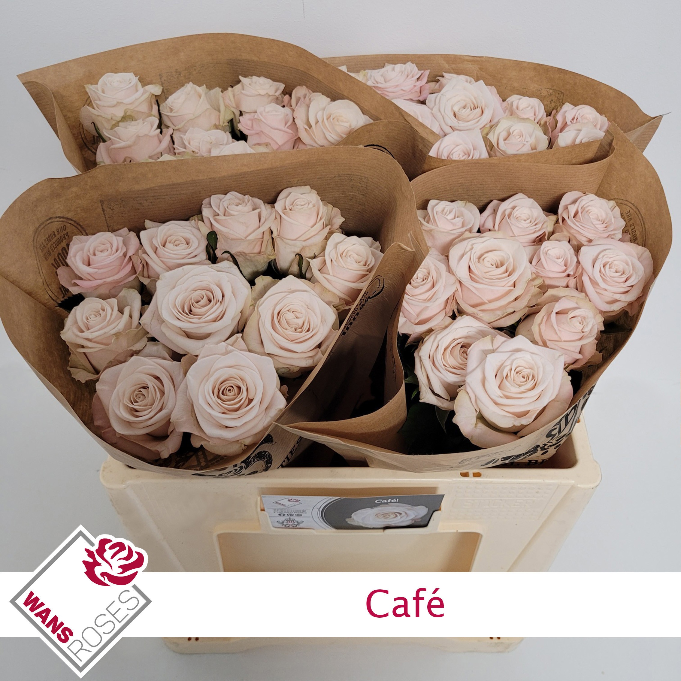 Rosa Garden Cafe! 50cm