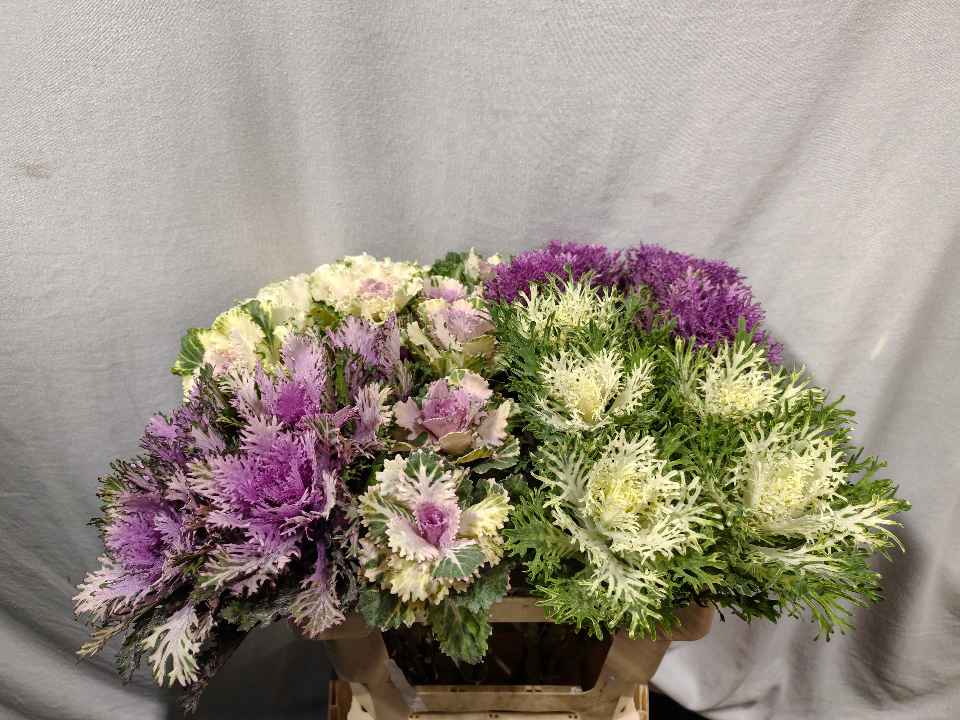 Brassica Assorted 60cm