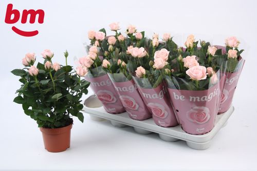 Rosa Light Pink  p12 BM