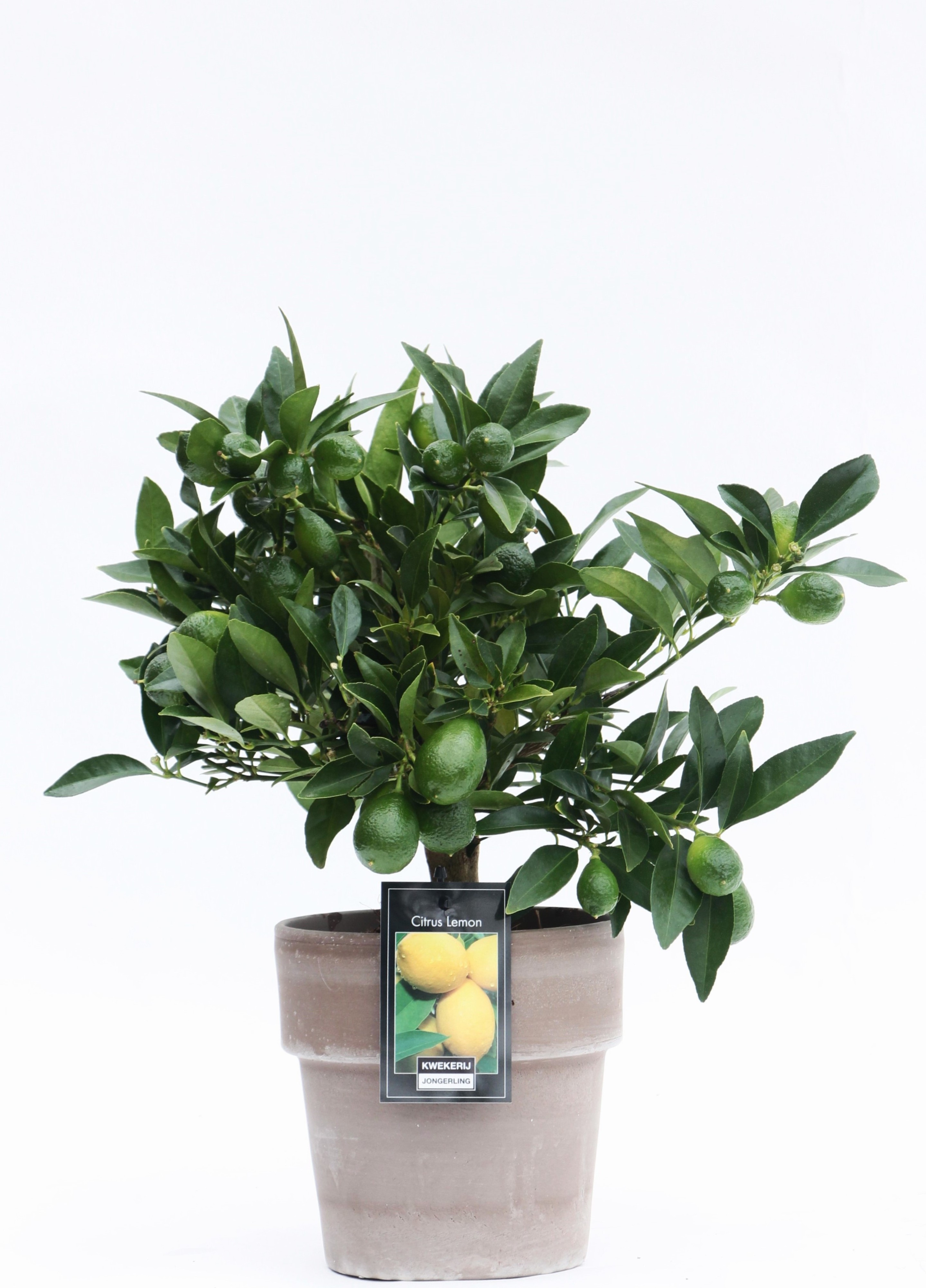 Picture of Lemon in Verona pot P16 38CM