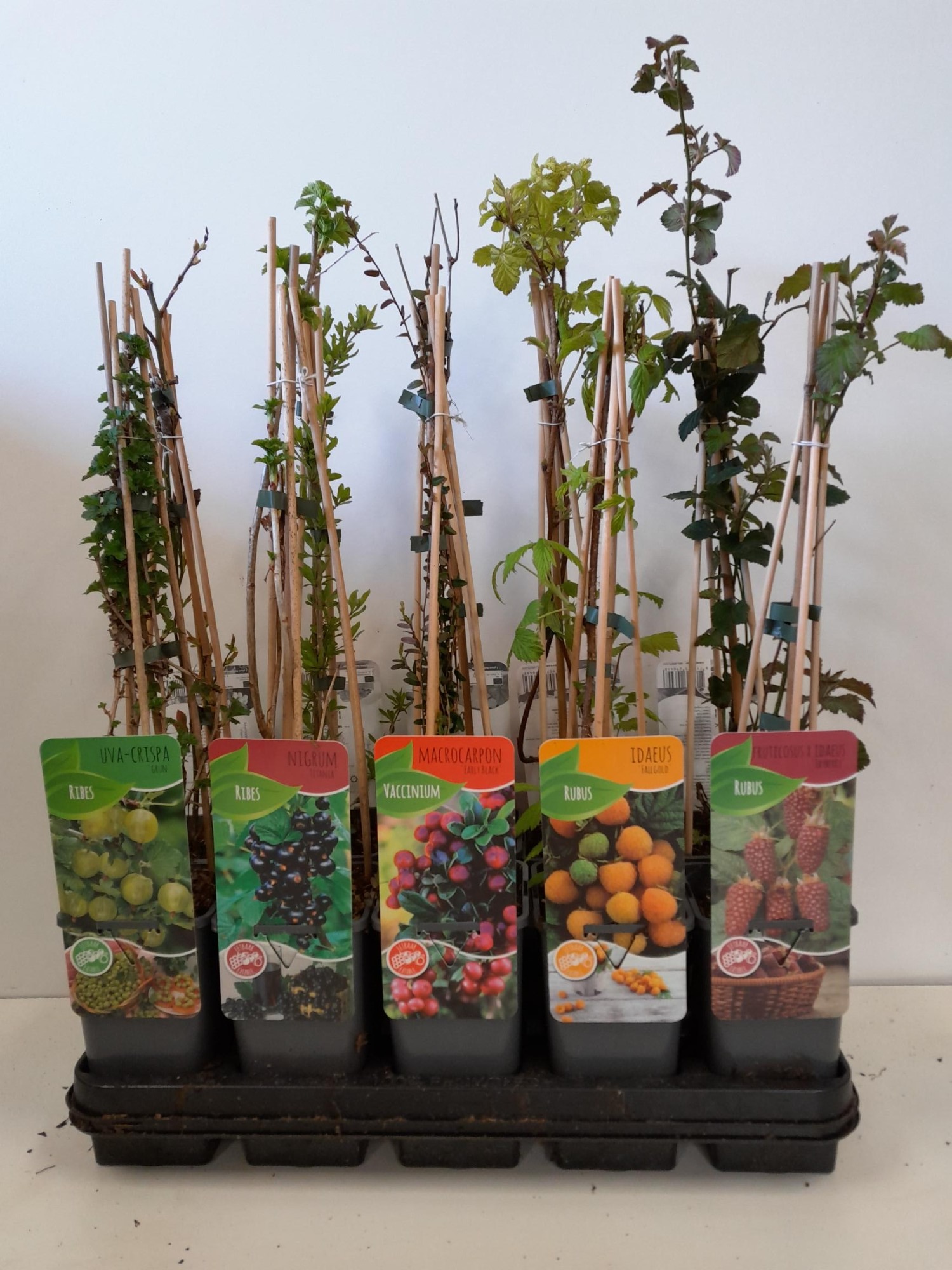 Picture of Fruitmix; Ribes, Rubus, Vaccinimum, Lycium