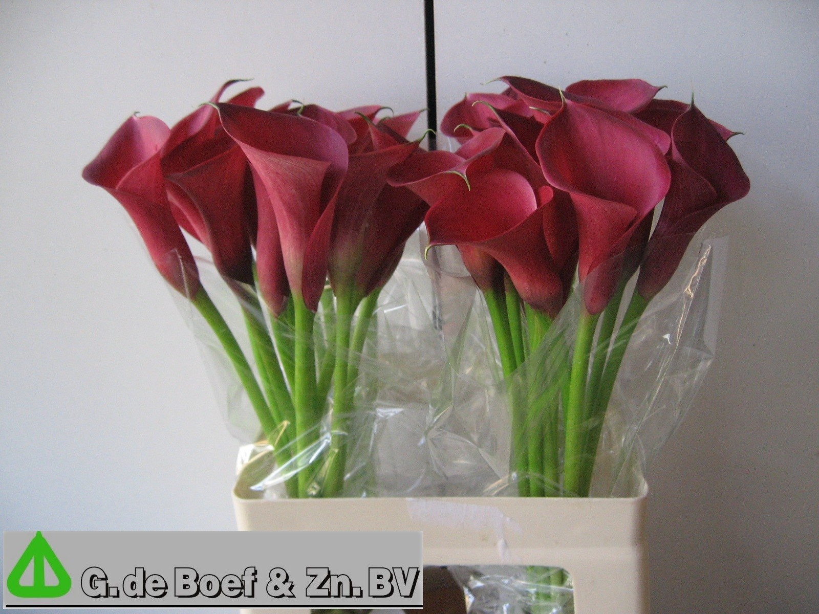 Calla Nashville 60cm