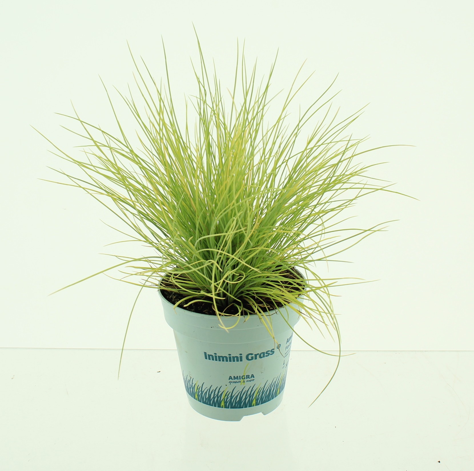 Picture of Festuca glauca AmiGold®