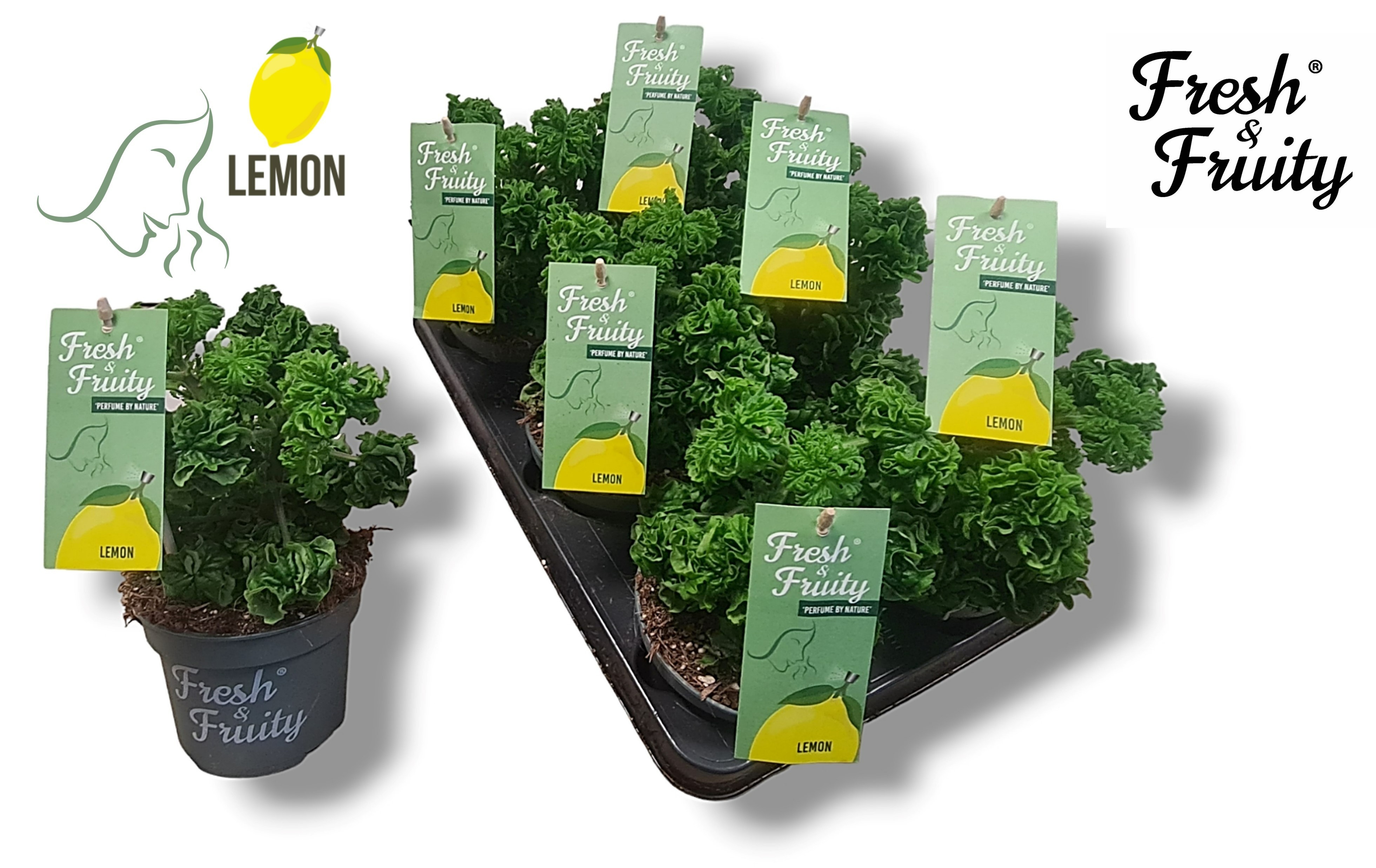 goldregen bonsai Bonsai-Ausgangsmaterial Goldregen  Bonsai winkel