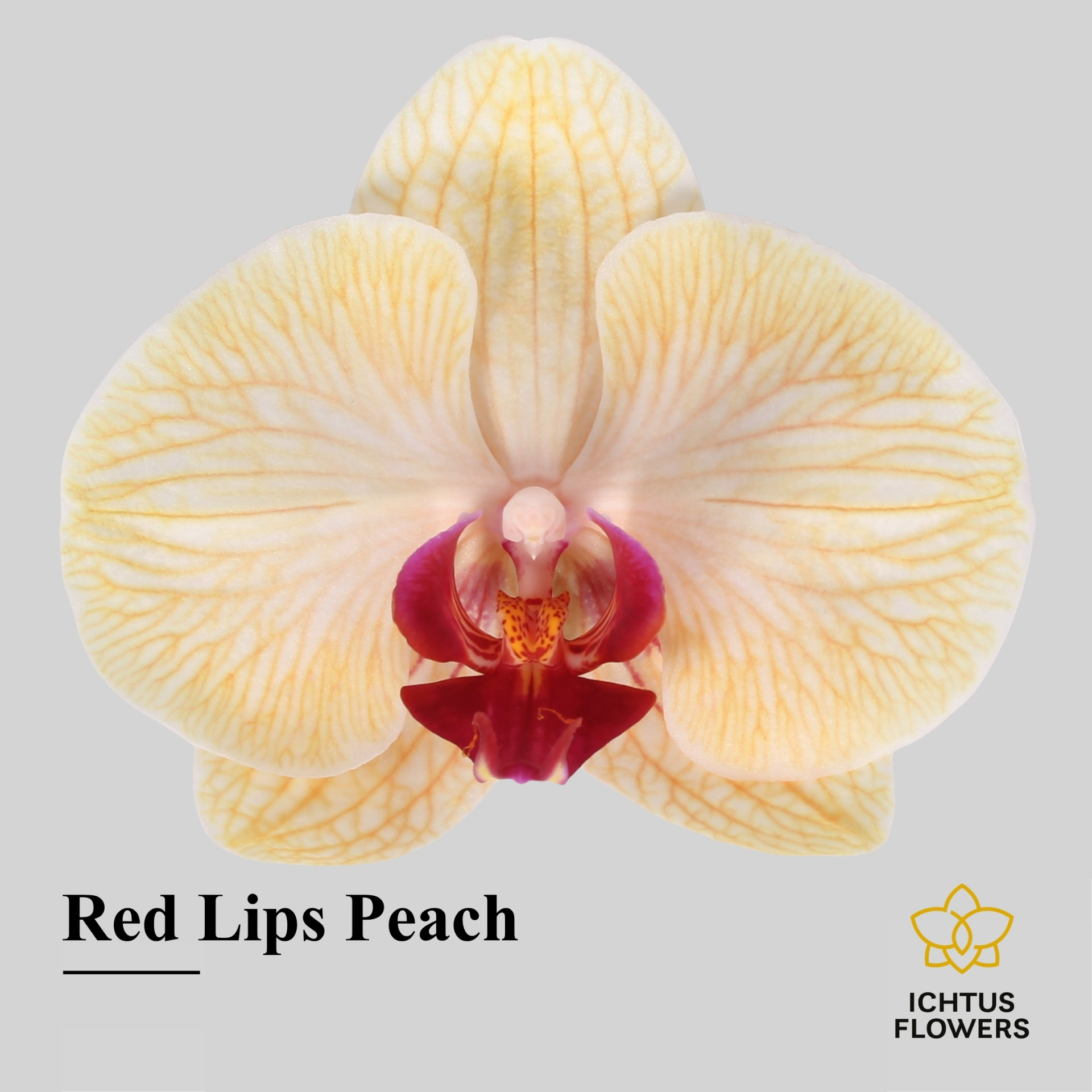 Phal Painted Red Lips Peach Bloem 25 Bloemen