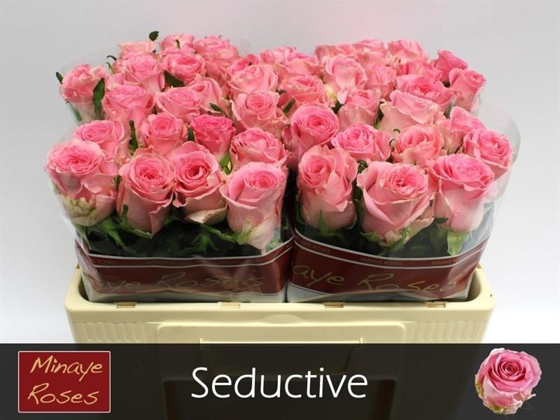 R Gr Seductive@